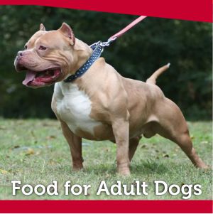 Dog food for adult dogs