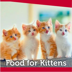 Food for Kittens Baby Cats