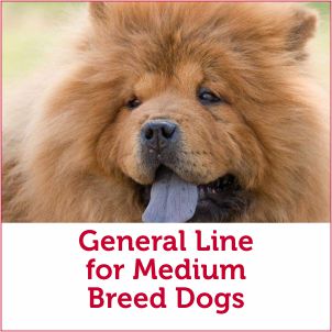 Dog Food for Medium Size Breed of Dogs