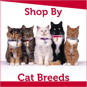 Cat food for different breeds of cats