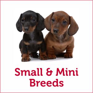 Dog Food for Small Mini Dog Breeds.