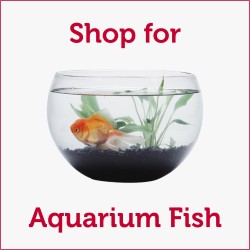 Shop for Aquarium Fish