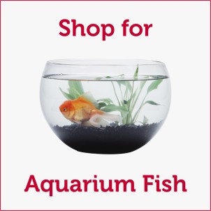 Shop for Aquarium Fish