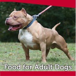 Food for Adult Dogs