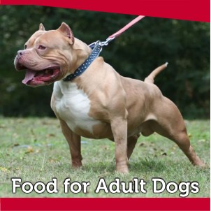 Food for Adult Dogs