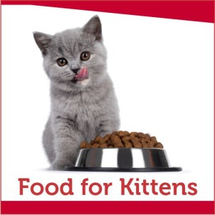 Food for Kittens