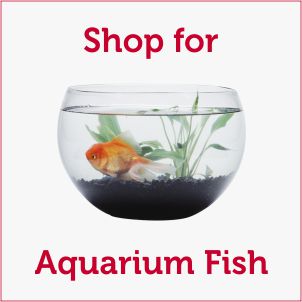 Shop for Aquarium Fish