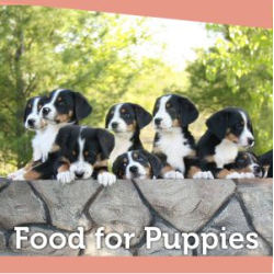 Food For Puppies