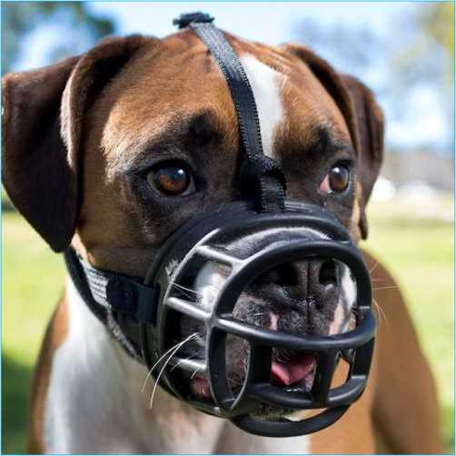 Muzzles Mouth Guard for Dogs The Dog Food Shop Nigeria The Dog Food Shop