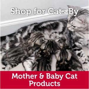 Cat food for pregant, lactating cats and weaning kittens