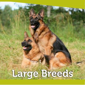 Dog Food for Large Breed Dogs
