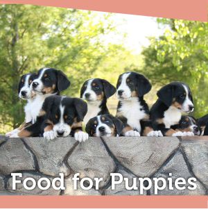 Dog food for puppies