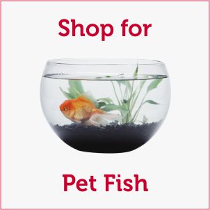 Pet Food & Accessories for Pet Fish
