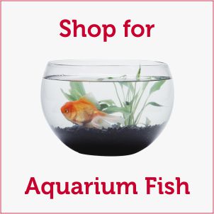 Food Food & Aquarium for Pet Fish